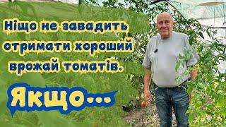 Ніщо не завадить отримати хороший врожай томатів. Якщо..