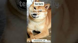 FUN FACT #20 DOG'S TERRITORY #facts #animals #pets #dog #shorts #short