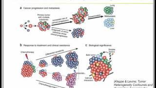 Eliminate Bias in Single Cell Whole Genome Amplification with the TruePrime™ System - Sygnis Webinar