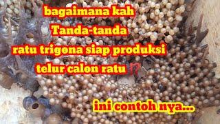 Ini contoh ratu trigona siap produksi telur ratu