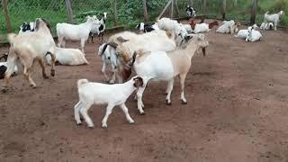 Goat heat cycle after birth  by hamiisi semanda  +256773343283