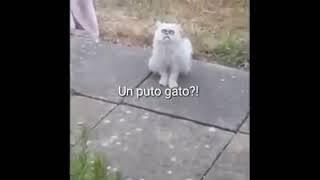 Gato retrasado (no me mires asi)