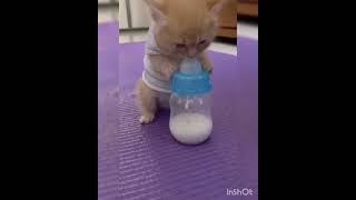 Cute cat drinking Milk.... #shorts #petlover #funny