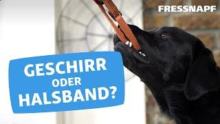 Geschirr oder Halsband für den Hund?