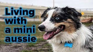 Living with a 1 year old Mini Aussie!