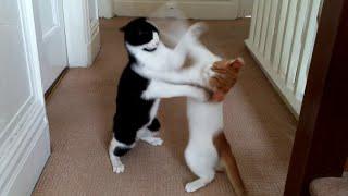 Cats Play Fighting