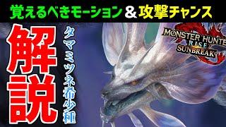 タマミツネ希少種で覚えておきたいモーション、攻撃チャンス、オススメスキルなど攻略解説！【MHRise:SUNBREAK/モンスターハンターライズ:サンブレイク】倒し方/勝ち方