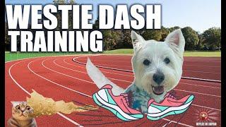 Westie Dash Training | Westie Party 2024 preparation!