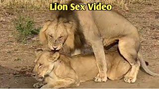 Best Scean Lion Sex Video. New Lion Sex Video. Viral Lion Sex Video