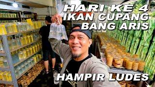 HARI KE 4 PROMOSI IKAN CUPANG BANG ARIS SUDAH MULAI LUDES