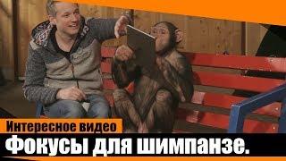 Реакция шимпанзе  на фокусы с  iPad