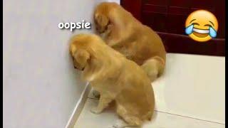 Funny guilty doggos