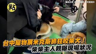 【點新聞】台中寵物展米克斯抓狂咬柴犬！柴柴主人親曝現場狀況