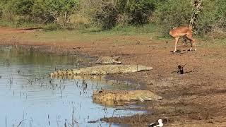 Impala Walks Crocodile Gauntlet