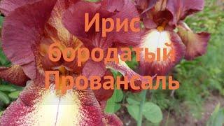 Ирис бородатый Провансаль  бородатый ирис Провансаль обзор: как сажать, саженцы ириса Провансаль