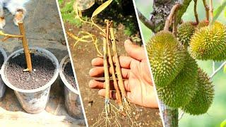 Cara perbanyakan pohon durian dari setek (100% berhasil)