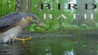 BIRD BATH CAMERA. Birds at a watering in the spring forest.