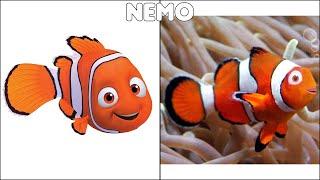 Finding Nemo Characters In Real Life