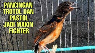 Murai trotol langsung ngeplong | pancingan murai batu lepas trotol agar fighter