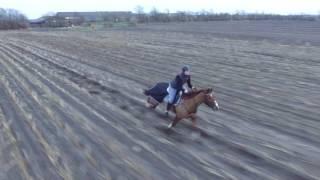 DJI Phantom filming horse in gallop