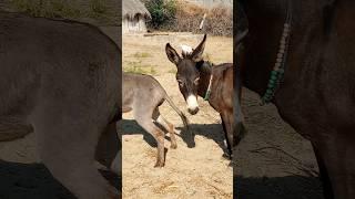 #animals #ytstudioes #funnydonkey #donkeys #funny #youtubeshorts