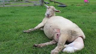 Amie the Amazing Sheep giving birth