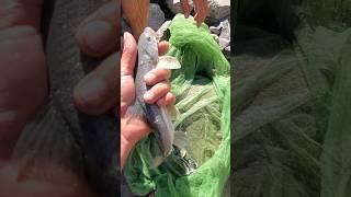 Fishing In Hunza River|Fishing ideas|Amazing Videos|Popular Videos