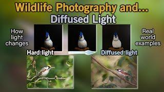 Diffused Light for Wildlife Photography
