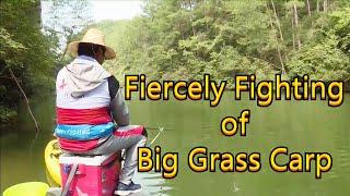 Fiercely Fighting of Big Grass Carp