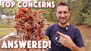 Fall Leaves For Compost & Mulch! Top Benefits & Concerns ANSWERED!