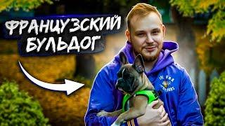 ФРАНЦУЗСКИЙ БУЛЬДОГ| все о породе | личный опыт | ВСЕ ПРО СОБАК