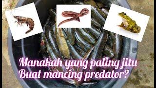 eksperimen umpan mancing ikan predator pakai cacing, katak dan udang @doboyjosss