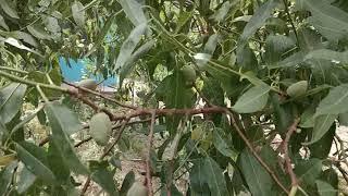 Beauty of Gilgit Baltistan | Hunza Almond 100% Organic Badam Giri | Hunza Valley - Heaven on Earth