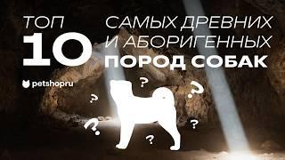 10 самых древних пород собак в мире: от Басенджи до Акита-ину! (ТОП-10 аборигенных собак)