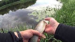 Щука и окунь на реке Клязьма. Рыбалка в московской области на спиннинг.Maximus Pointer и Ultimatum.
