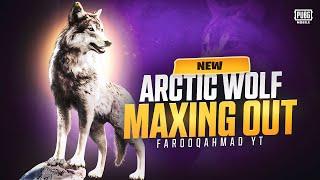 Arctic wolf Companion Maxing out |  PUBG MOBILE 
