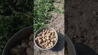 আগাম আলু চাষ#Potato fruit farming#potato cultivation in bangladesh#shortvideo#shortsagriculture#আলু