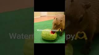 Your month you capybara#crazy Cody‘s creatures#funny￼