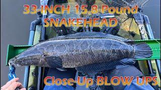 16-Pound Snakehead & Close Up BLOW UPs! Tips for Topwater Snakehead Fishing on the Chesapeake
