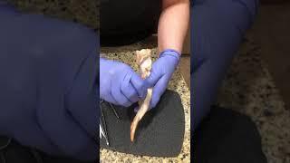 Dissection of a chicken wing