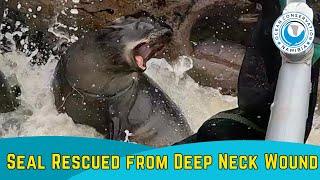 Seal Rescued from Deep Neck Wound