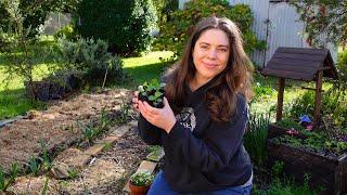 Planting Brassicas & Onions in My Permaculture Style Cottage Garden 