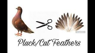 How to Cut / tie / Pluck off Pigeon's feathers