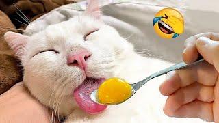 New Funny Animals  Funniest Cats and Dogs Videos 