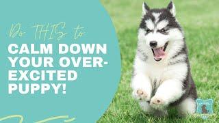 Do THIS to Calm Down an Over-Excited Puppy!