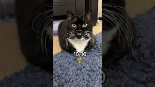 Oi ahh Catloaf #catloaf #cats #cutecats #funnycats #pets