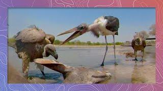 Marabou Stork Battles Ruppell's Vultures Over Kudu Carcass