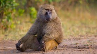 Funny Movements Of Olive Baboon !