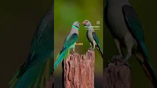 parrot #ytshort #tota ki ladai#birdlovers #viralshort