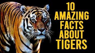 10 Amazing Facts About Tigers